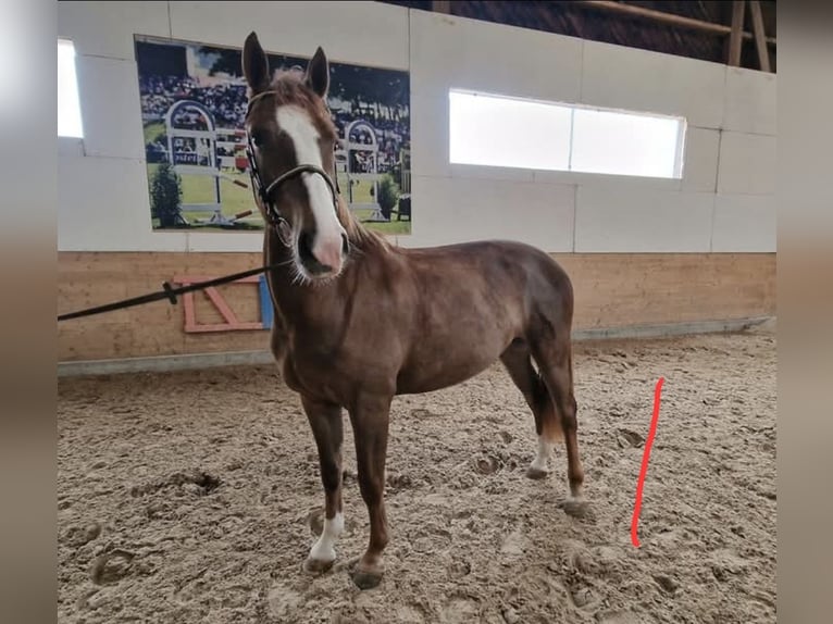 Freiberger Mare 3 years Chestnut-Red in Glovelier