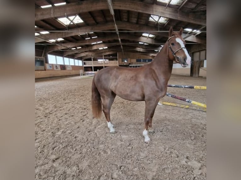 Freiberger Mare 3 years Chestnut-Red in Glovelier