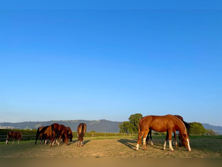 Freiberger Mare 3 years in Rotkreuz