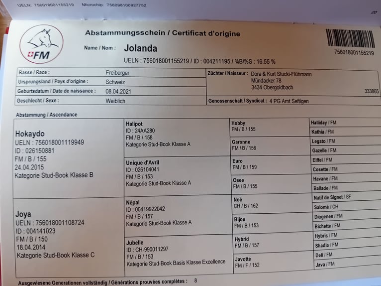 Freiberger Mare 4 years 14,1 hh Brown in Zalaszentgr&#xF3;t