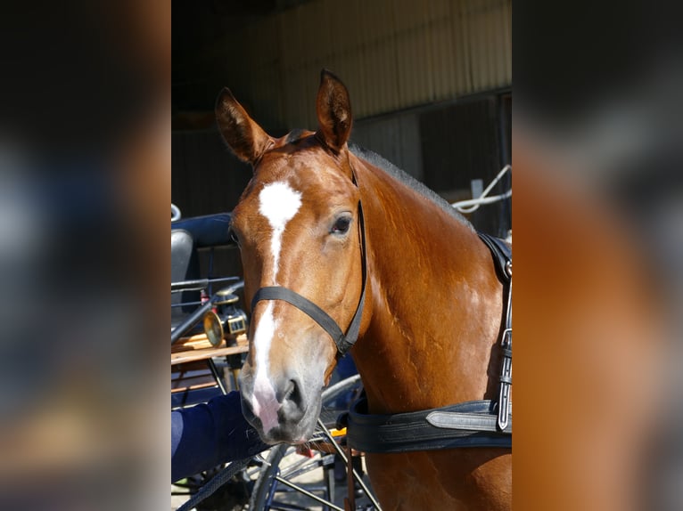 Freiberger Mare 4 years 14,3 hh Brown in Wigoltingen