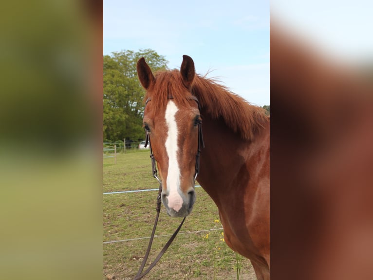 Freiberger Mare 4 years 15.1 hh Chestnut-Red in Schönholzerswilen