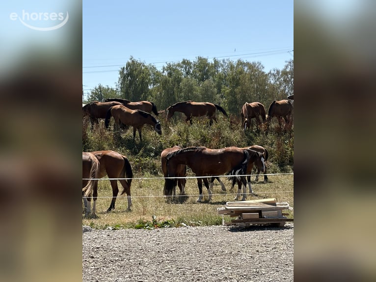 Freiberger Mare 4 years 15.2 hh Brown in Rümmingen