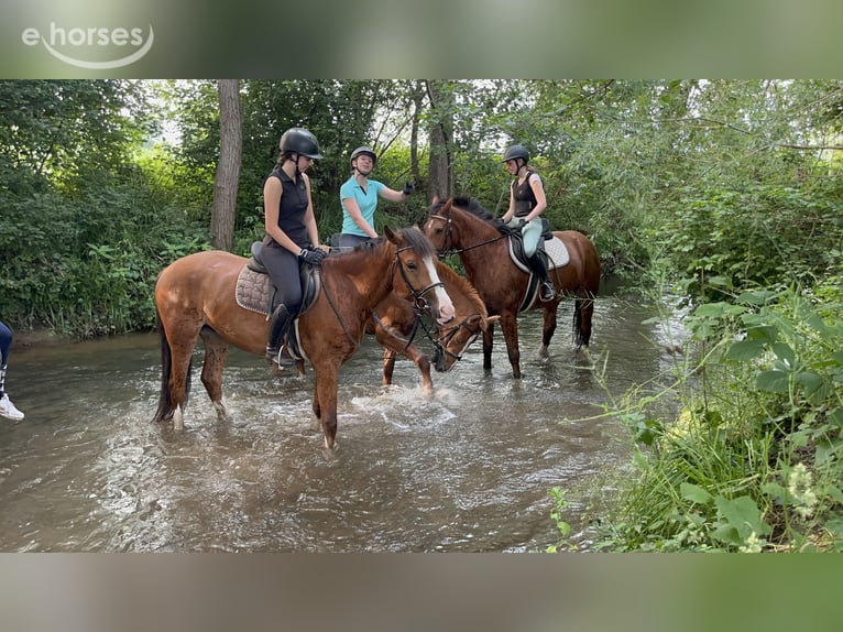 Freiberger Mare 4 years 15.2 hh Brown in Rümmingen