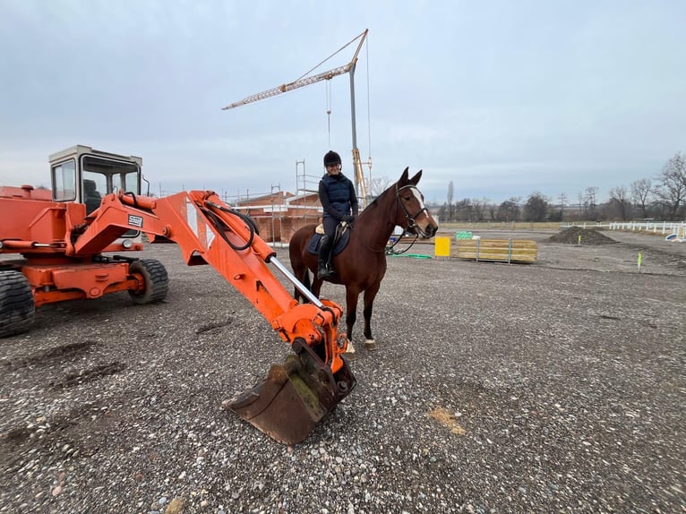 Freiberger Mare 4 years 15.2 hh Brown in Rümmingen