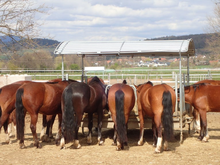 Freiberger Mare 4 years 15.2 hh Brown in Rümmingen