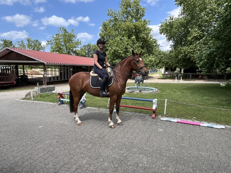 Freiberger Mare 4 years 15.2 hh Brown in Rümmingen