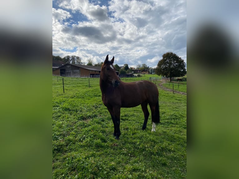 Freiberger Mare 4 years 15 hh Brown in Oftringen