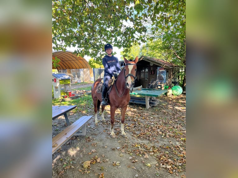 Freiberger Mare 4 years 15 hh Brown in R&#xFC;mmingen
