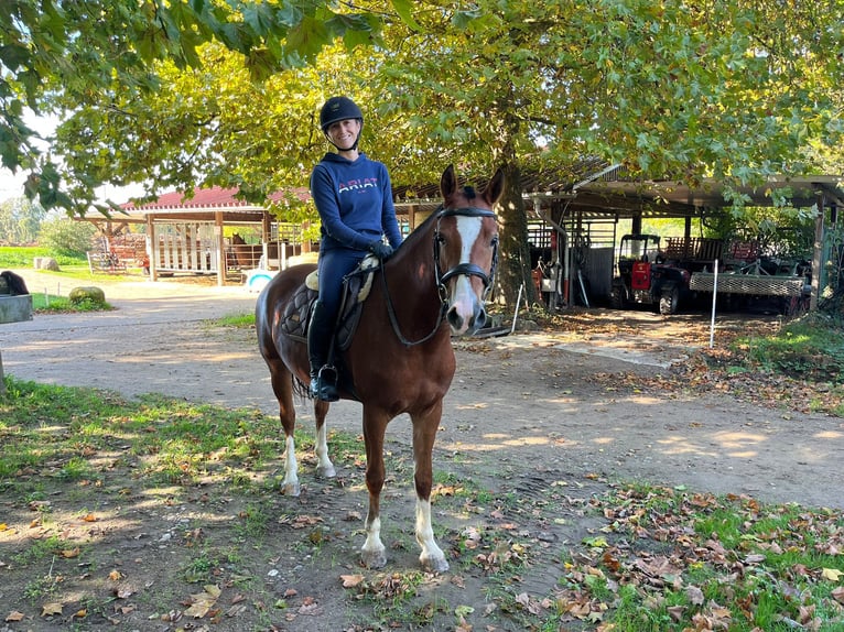 Freiberger Mare 4 years 15 hh Brown in R&#xFC;mmingen