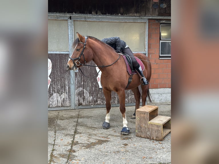 Freiberger Mare 4 years 15 hh Brown in Sigigen