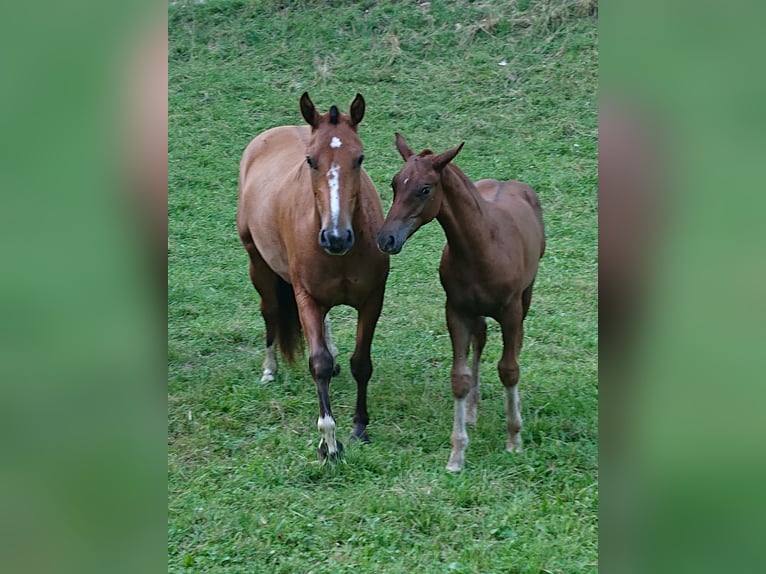 Freiberger Mare 4 years 15 hh Brown in Montfaucon
