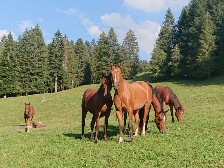 Freiberger Mare 4 years 15 hh Brown in Montfaucon