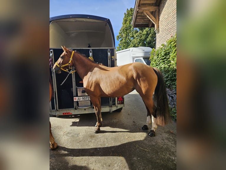 Freiberger Mare 4 years 15 hh Brown in Montfaucon