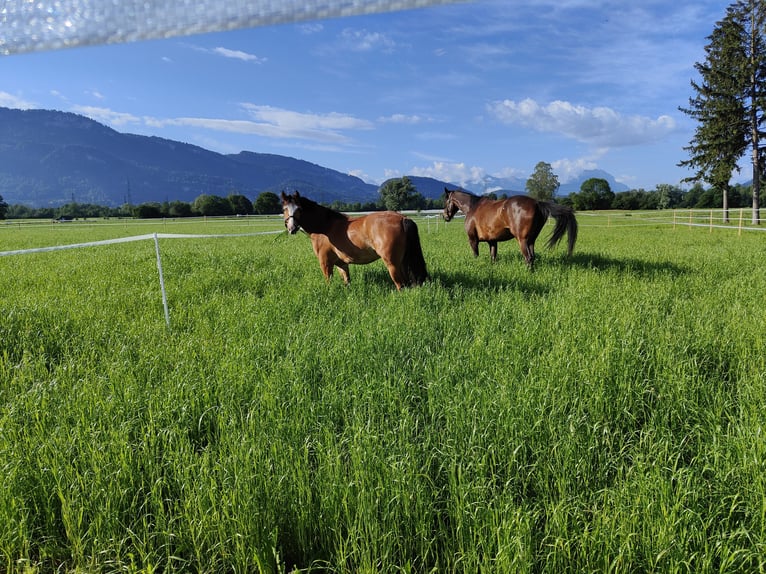 Freiberger Mare 4 years 15 hh Brown in Diepoldsau