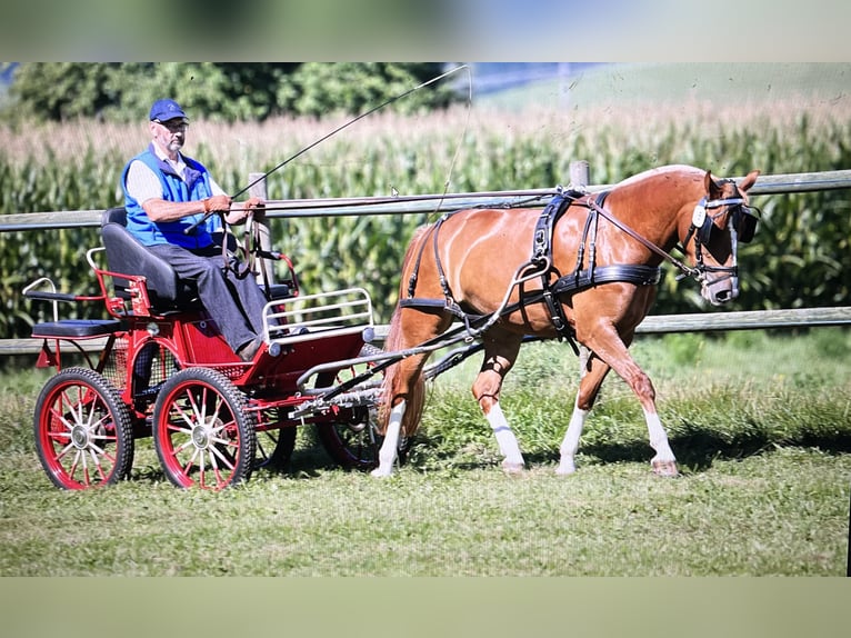 Freiberger Mare 4 years 15 hh Chestnut-Red in Sumiswald