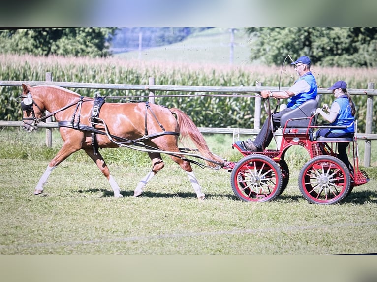 Freiberger Mare 4 years 15 hh Chestnut-Red in Sumiswald