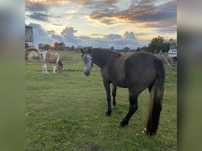 Freiberger Mare 4 years 15 hh Gray in LeopoldshagenMeiersberg