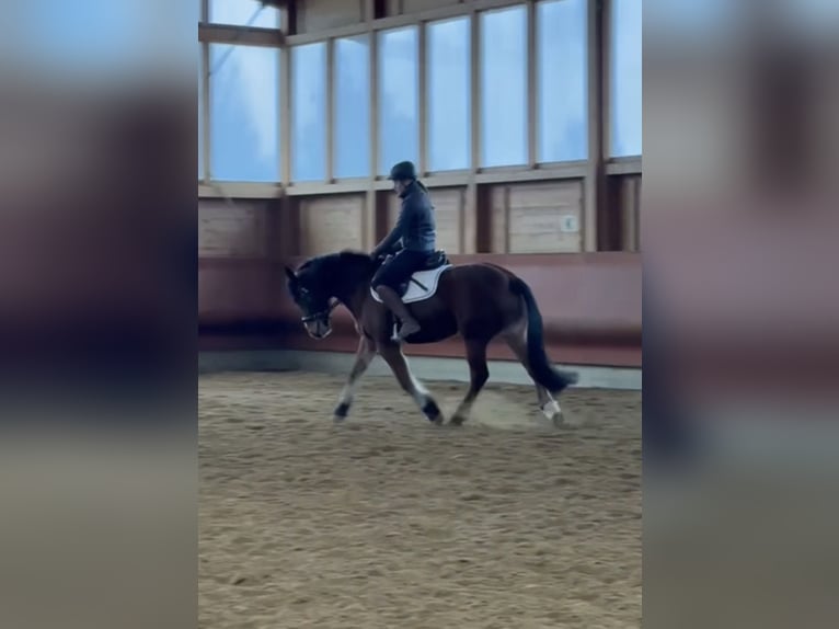 Freiberger Mare 4 years 15,1 hh Brown in Achstetten