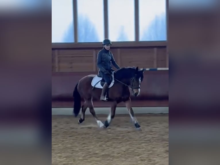 Freiberger Mare 4 years 15,1 hh Brown in Achstetten