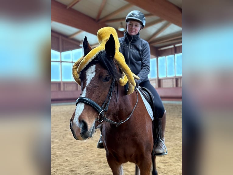 Freiberger Mare 4 years 15,1 hh Brown in Achstetten