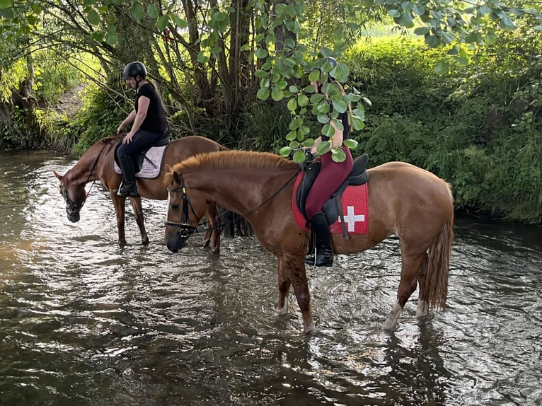 Freiberger Mare 4 years 15,1 hh Chestnut-Red in R&#xFC;mmingen