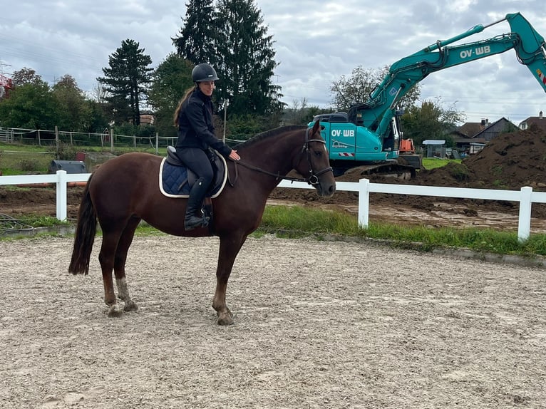 Freiberger Mare 4 years 15,2 hh Chestnut-Red in Rümmingen