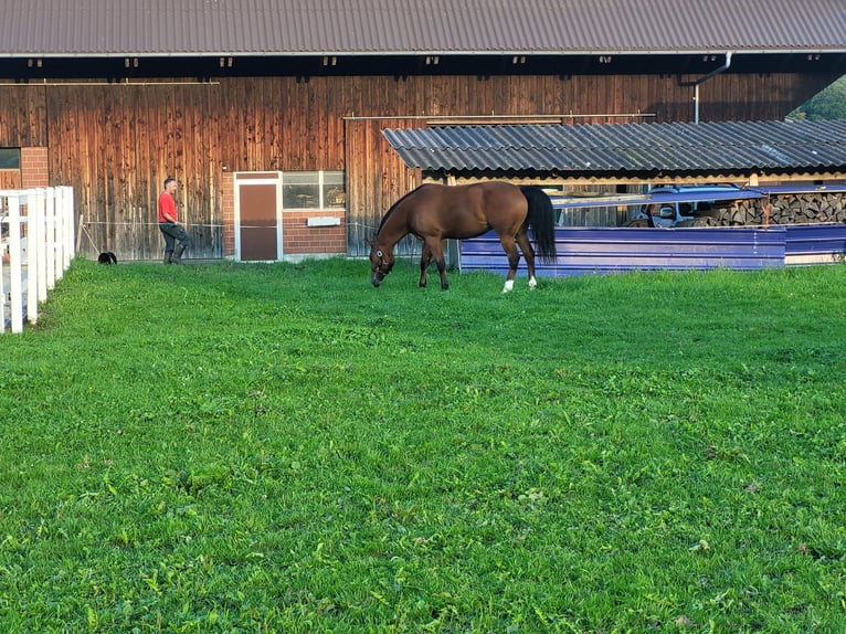 Freiberger Mare 4 years Brown in Beinwil