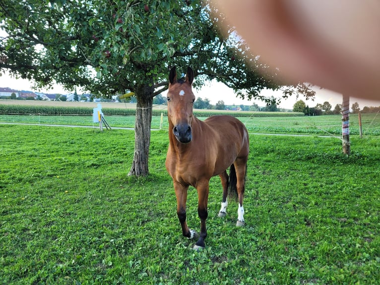 Freiberger Mare 4 years Brown in Beinwil