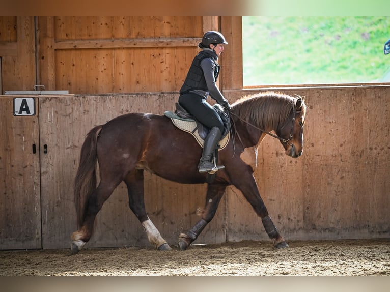 Freiberger Mare 5 years 15,1 hh Chestnut in Einsiedeln