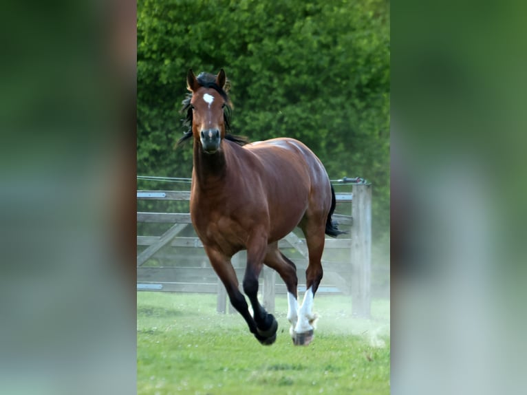 Freiberger Mare 5 years 15.2 hh Brown in Colnrade