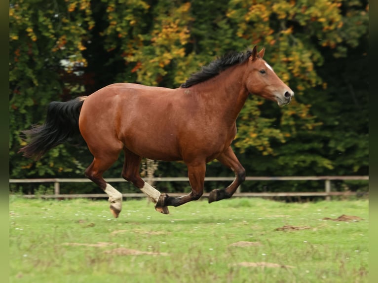 Freiberger Mare 5 years 15.2 hh Brown in Colnrade
