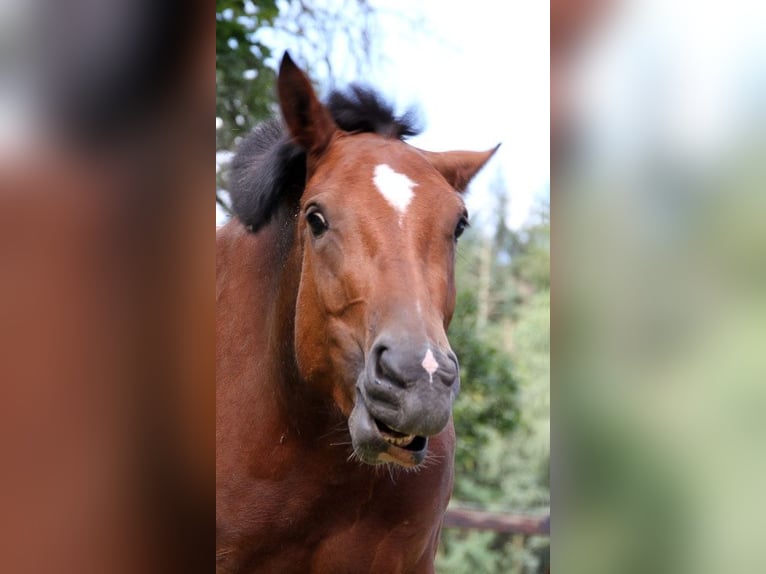 Freiberger Mare 5 years 15.2 hh Brown in Colnrade