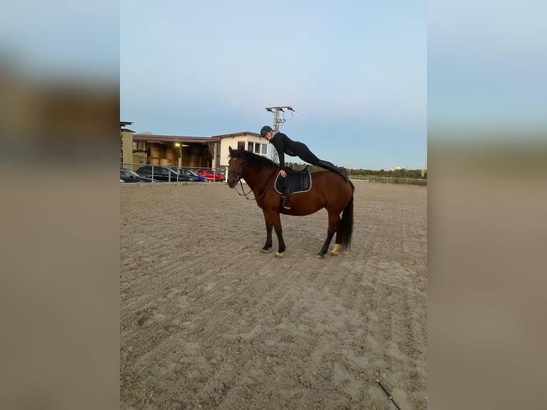 Freiberger Mare 5 years 15.2 hh Brown in Laupheim