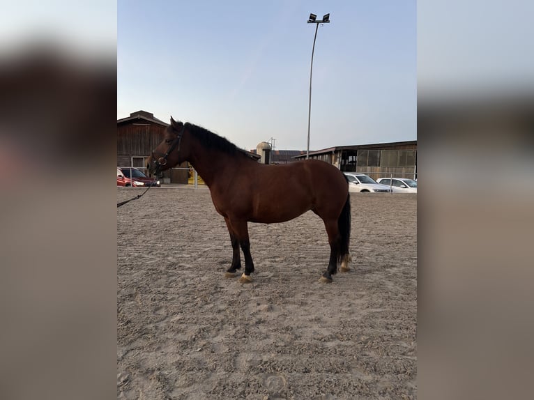 Freiberger Mare 5 years 15.2 hh Brown in Laupheim