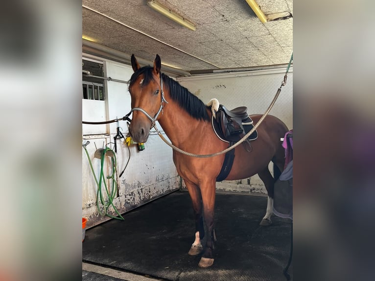Freiberger Mare 5 years 15.2 hh Brown in Sihlbrugg