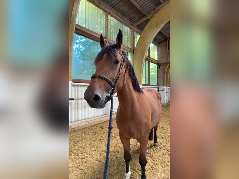 Freiberger Mare 5 years 15.2 hh Brown in Sihlbrugg