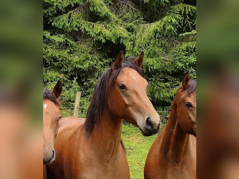 Freiberger Mare 5 years 15 hh in Montfaucon