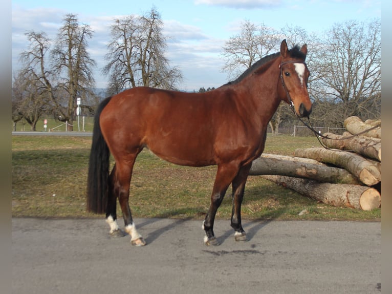 Freiberger Mare 5 years 15,1 hh Brown in Schönholzerswilen