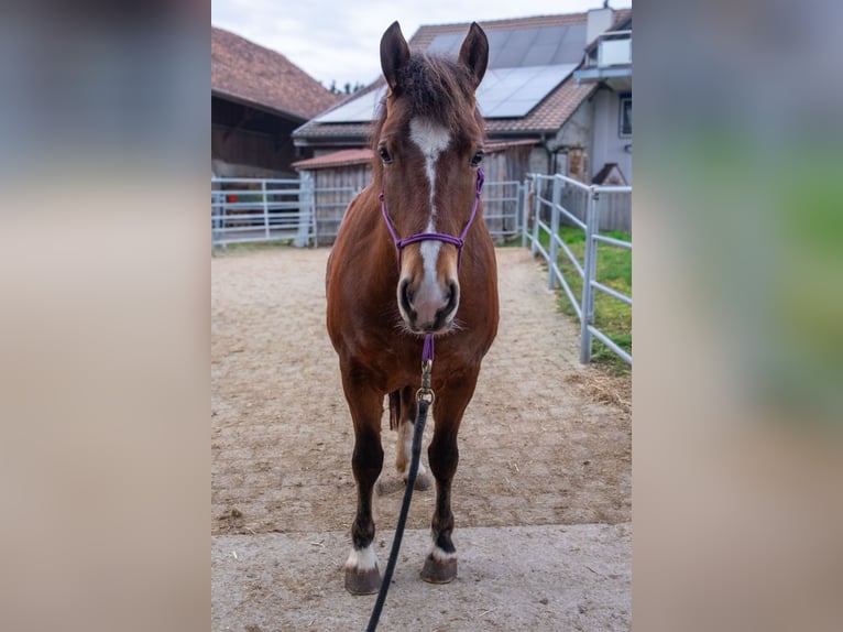 Freiberger Mare 5 years 15,1 hh Brown in Wigoltingen