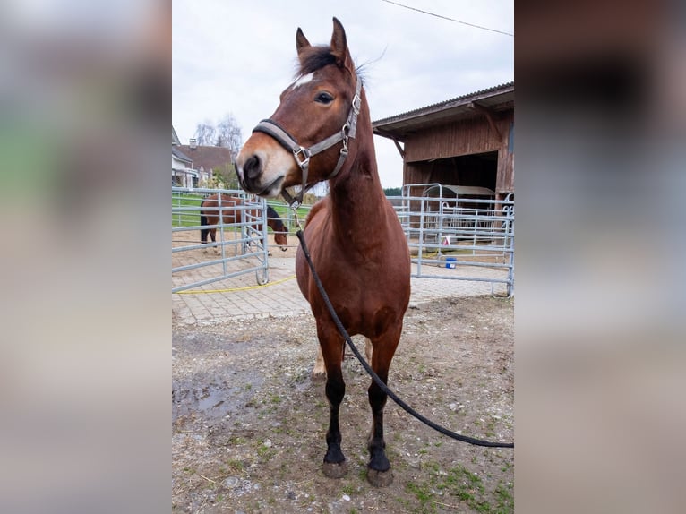 Freiberger Mare 5 years 15,1 hh Brown in Wigoltingen
