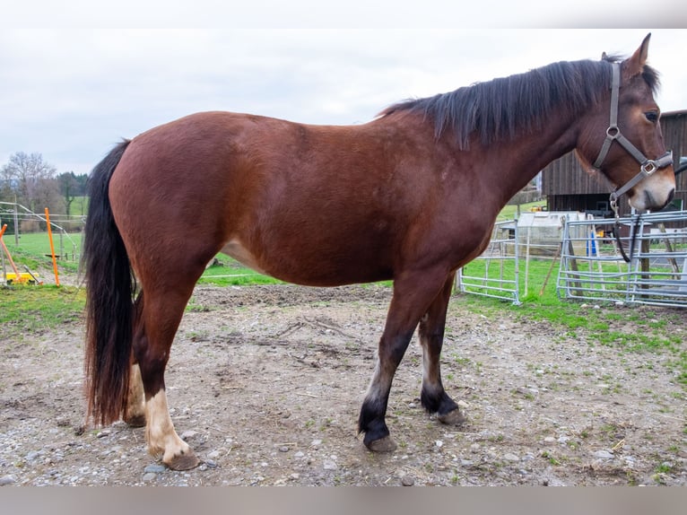 Freiberger Mare 5 years 15,1 hh Brown in Wigoltingen