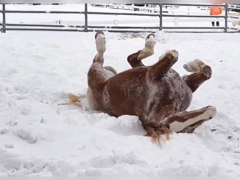 Freiberger Mare 5 years 15,1 hh Chestnut-Red in Grub AR