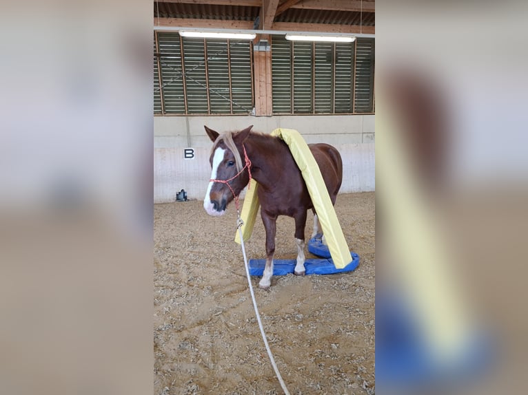 Freiberger Mare 5 years 15,1 hh Chestnut-Red in Grub AR