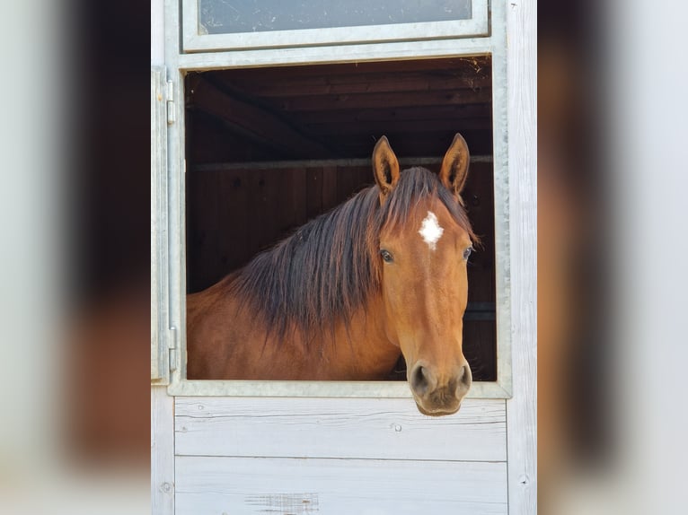 Freiberger Mare 5 years Brown in Matzendorf