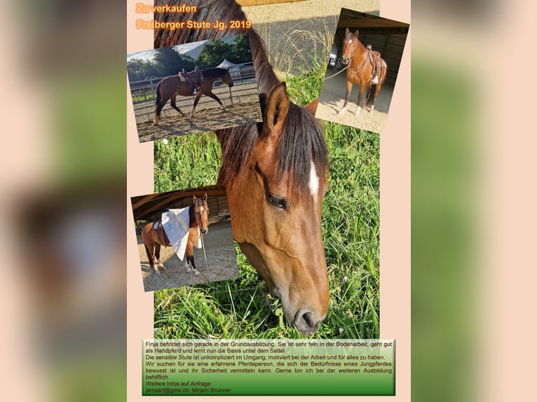 Freiberger Mare 5 years Brown in Matzendorf