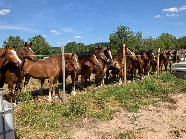 Freiberger Mare 5 years in Rümmingen