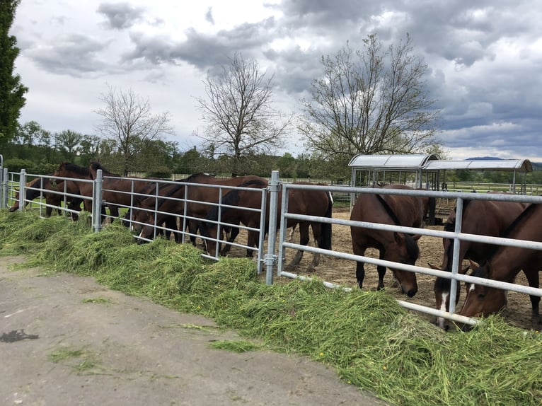 Freiberger Mare 5 years in Rümmingen