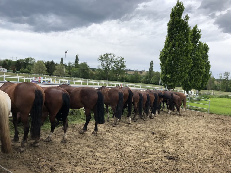 Freiberger Mare 5 years in Rümmingen