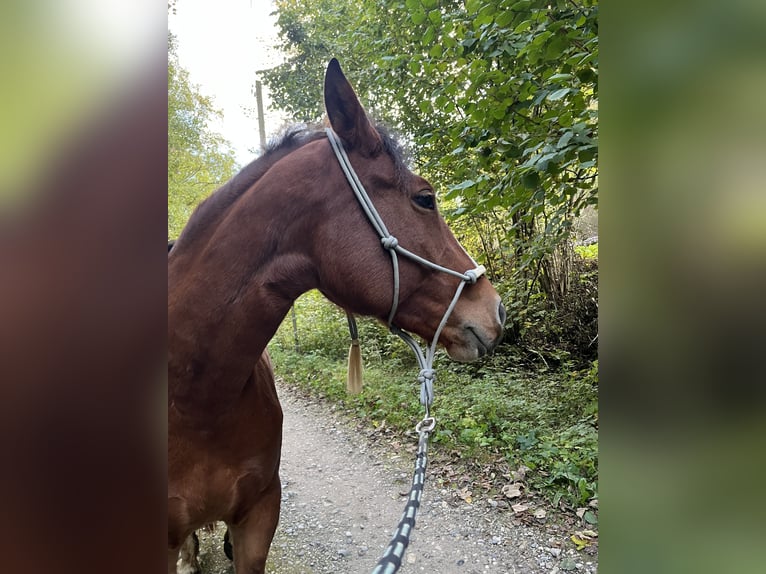 Freiberger Mare 6 years 15,1 hh Brown in Ramerberg